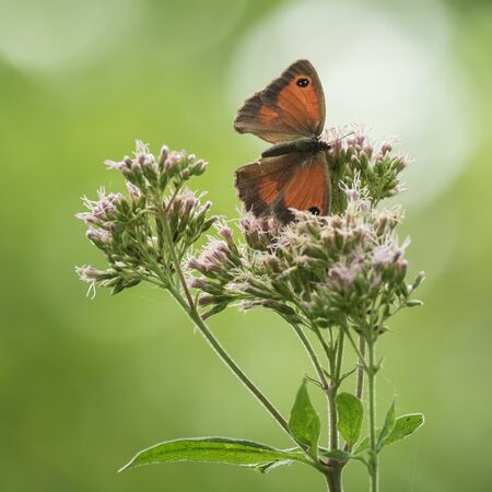 A orange gatekeeper butterfly resting on a white flower