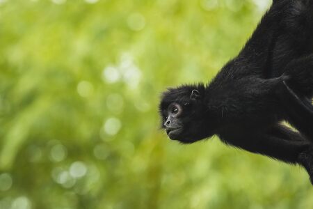 Black-headed spider monkey hangs on a tree, looking to the side.の写真素材
