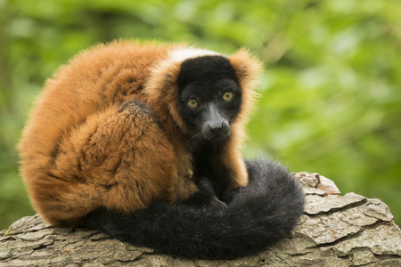 A captive red ruffed lemur (Varecia rubra) leaning on a tree trunk, in a forest. These primates are native to the rainforests of Masoala, in the northeast of the island Madagascar.の写真素材
