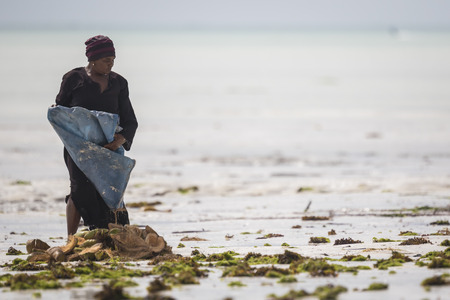 Zanzibar, Tanzania - January 21 2015. Women harvest the sea weed for soap, cosmetics and medicin. The rising water temperature due to climate change is the reason for the seaweed mortality.のeditorial素材