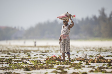 Zanzibar, Tanzania - January 21 2015. Women harvest the sea weed for soap, cosmetics and medicin....