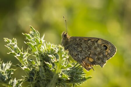 Wall Brown butterfly feeding on yellow flowers in a meadow.の写真素材