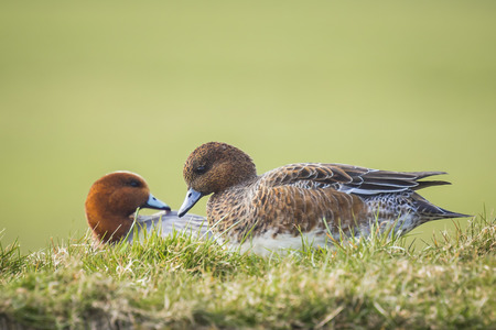 A male and female Eurasian wigeon resting together in a green grassland.の写真素材