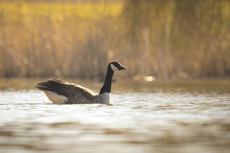 Canadian goose, Branta canadensis, waking up and swimming on the lake in early morning sunlightの写真素材