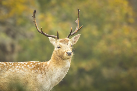 Fallow deer (Dama Dama) male during rutting season. The Autumn sunlight and nature colors are clearly visible on the background.の写真素材