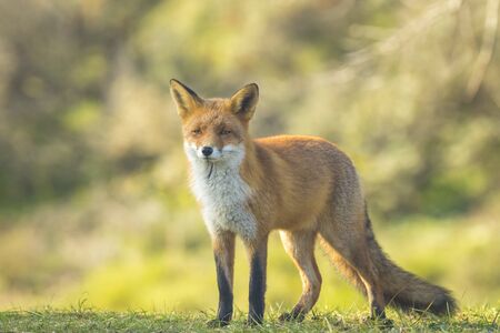 Wild young red fox (vulpes vulpes) vixen scavenging. The sun light and the colors of Autumn or Fall season on the background.の写真素材