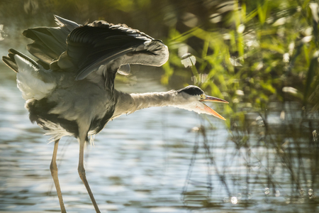 Great blue heron (Ardea herodias) cleaning on a warm summer day.の写真素材