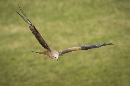 Red kite (Milvus milvus) in flight while hunting for a prey