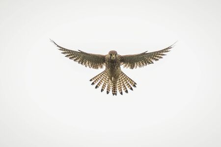 Common kestrel, Falco tinnunculus, hovering in the sky while hunting for a prey. The background is white.の写真素材