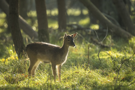 Fallow deer (Dama Dama) fawn in Autumn season. The Autumn fog and nature colors are clearly visible on the background.の写真素材