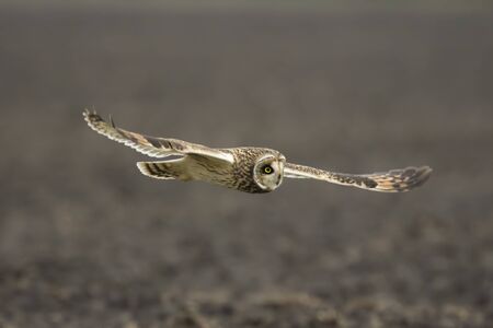 Short-eared Owl (Asio flammeus) hunting above a field during dusk in winter.の写真素材