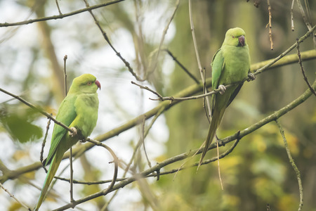 Two Rose-ringed parakeets (Psittacula krameri), also known as the ring-necked parakeet resting in a...