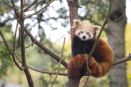 Little red panda resting in a tree facing the camera. This is a small arboreal mammal native to the eastern Himalayas and southwestern China that has been classified as endangered by the IUCN.の写真素材