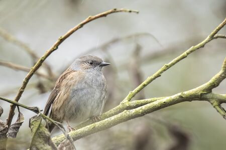 Dunnock, prunella modularis, deep in a forest perched in a bush.の写真素材