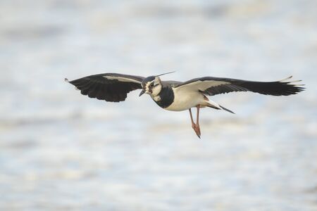 Closeup of a Northern Lapwing, Vanellus Vanellus, in flight above water with wings spread.