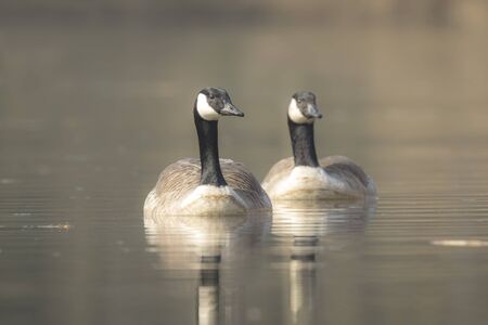 Closeup portrait of two Canadian geese, Branta Canadensis, couple swimming on the lake water surface,の写真素材