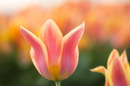 Yellow red flamed tulip in flowerbed in Springtime in the Netherlands.の写真素材
