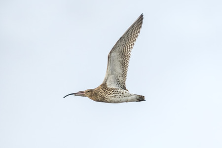 Eurasian curlew numenius arquata in flight. Blue sky on the background.の写真素材