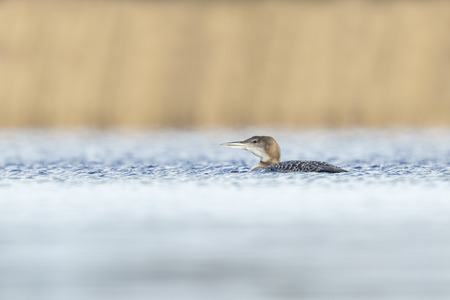 Common loon (Gavia immer) also known as the great northern diver or great northern loon hunting and eating crayfishの写真素材