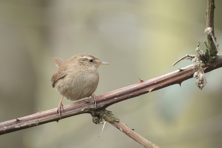 Eurasian Wren (Troglodytes troglodytes) singing in a forest during breeding seasonの写真素材