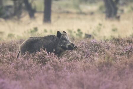 A wild boar, swine or pig (Sus scrofa) foraging in a field with purple heather blooming with a forest on the background.. National park Hoge Veluwe, the Netherlands Europe.の写真素材