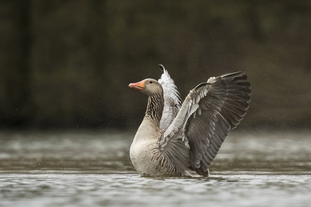 Greylag goose (Anser anser) washing, preening and splashing in the water, cleaning his feathers and plumage..の写真素材