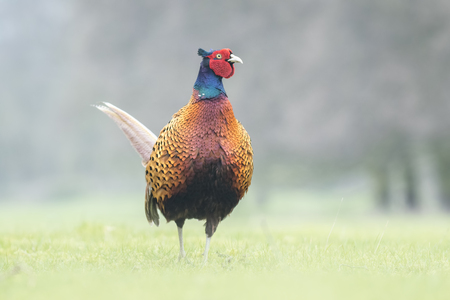 Male pheasant walking through a field facing the camera.