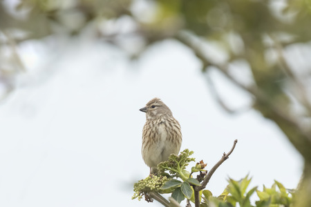 Closeup of a female reed bunting Emberiza schoeniclus perched on a branch in a tree on a windy day...