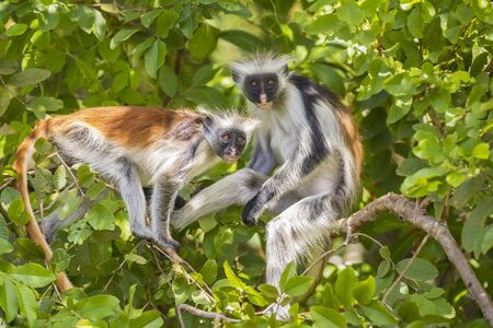 Two red Colobuse Monkey in a rainforest of Jozani Chwaka Bay National Park, Zanzibar, Tanzania,...