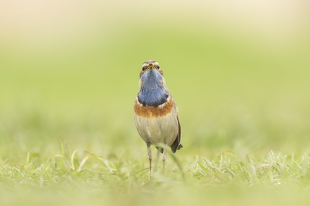 A blue-throat bird (Luscinia svecica cyanecula) foraging in grass in search for insects during breeding season in Springtimeの写真素材