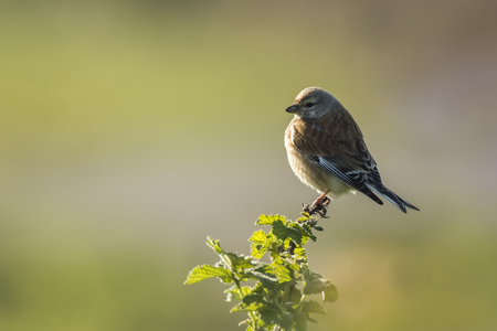 Closeup portrait of a Linnet bird, Carduelis cannabina, display and searching for a mate during...