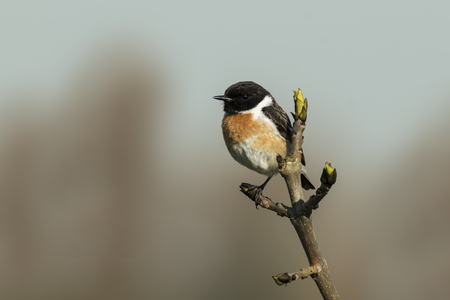 Stonechat, Saxicola rubicola, close-up in the morning sunの写真素材