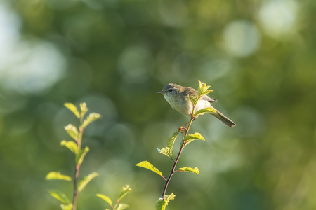 Close-up of a Willow warbler bird, Phylloscopus trochilus, singing on a beautiful summer evening...
