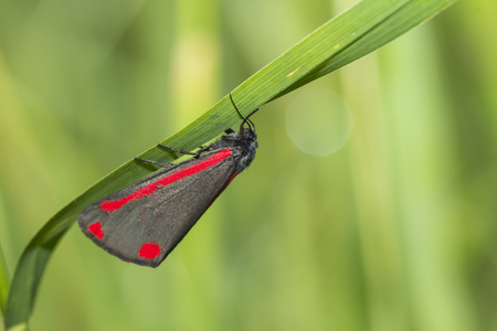 The cinnabar moth (Tyria jacobaeae)の写真素材