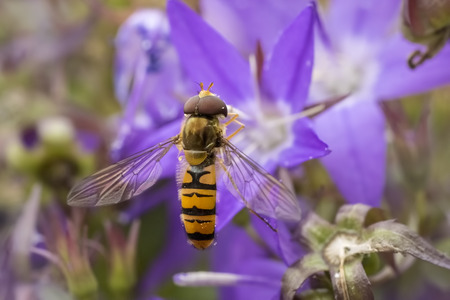 Marmalade hoverfly, Episyrphus balteatus, feeding nectar on a purple flower bellflower Campanula....