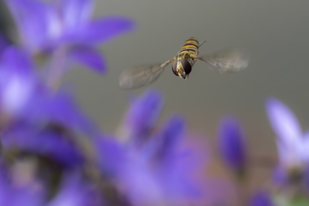 Marmalade hoverfly Episyrphus balteatus feeding nectar on a purple flower. The marmalade hoverfly can be found throughout the year visiting flowers for pollen and nectar.の写真素材