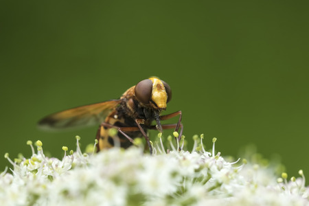 Volucella zonaria, the hornet mimic hoverfly, feeding nectar from white flowers