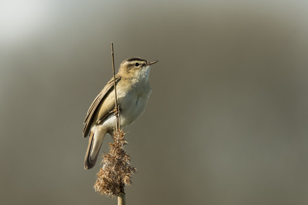 Closeup of a Sedge Warbler bird, Acrocephalus schoenobaenus, singing to attract a female during...