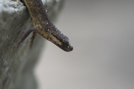 Close-up of a smooth newt, also known as the common newt (Lissotriton vulgaris; formerly Triturus vulgaris) walking on a rock.の写真素材