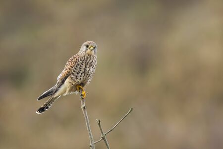 Common Kestrel (falco tinnunculus) perched on a tree top. Watching, observing, searching and hunting.の写真素材