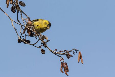 Eurasian siskin , Spinus spinus, perched on a branch of a tree in a forest. The sky on the...