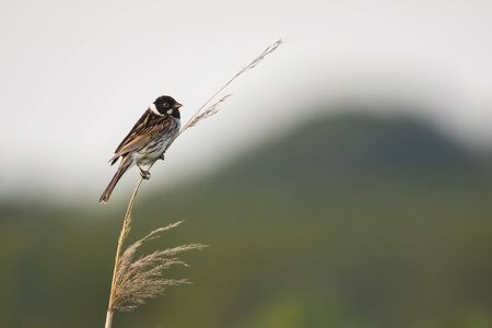 A common reed bunting Emberiza schoeniclus sings a song on a reed plume Phragmites australis. The reed beds waving due to strong winds in Spring season on a cloudy day.の写真素材