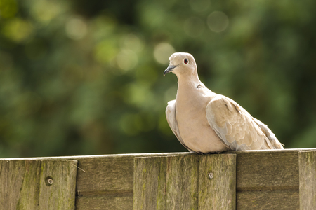 Closeup of a Eurasian collared dove (Streptopelia decaocto) bird, perched on a garden fence.の写真素材