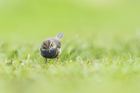 A blue-throat bird (Luscinia svecica cyanecula) foraging in grass in search for insects during breeding season in Springtimeの写真素材