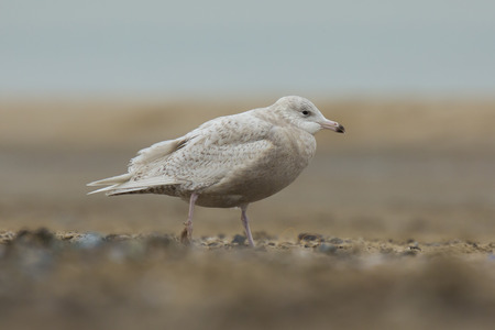 Portrait close up of a glaucous gull Larus hyperboreus on the Dutch coast, a rare visitor as seen here in Scheveningen, the Netherlands.の写真素材