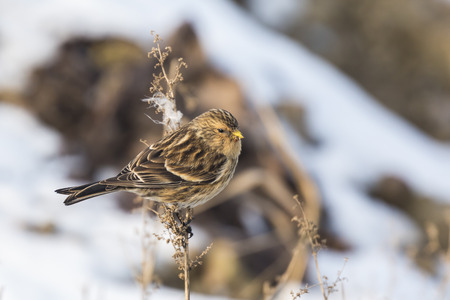Closeup of a Twite (Carduelis flavirostris) during winter season in snow. A twite is a small brown passerine bird in the finch family Fringillidae.の写真素材