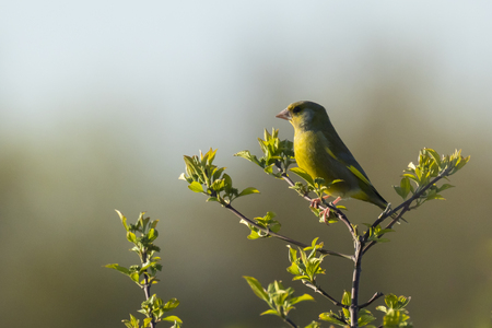 European greenfinch (Chloris chloris) bird singing in early morning sunlight during mating season in Spring.の写真素材
