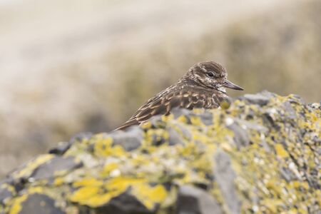 Ruddy turnstone wading bird, Arenaria interpres, foraging in between the rocks at the shore. These birds live in flocks at shore and are migratory.の写真素材