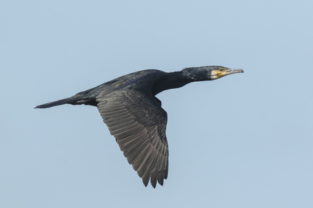 Great Cormorant, Phalacrocoracidae, in flight against a blue sky with wings spreadの写真素材