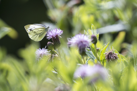 Green-veined white (Pieris napi) hangs on a purple thistle drinking nectar.の写真素材